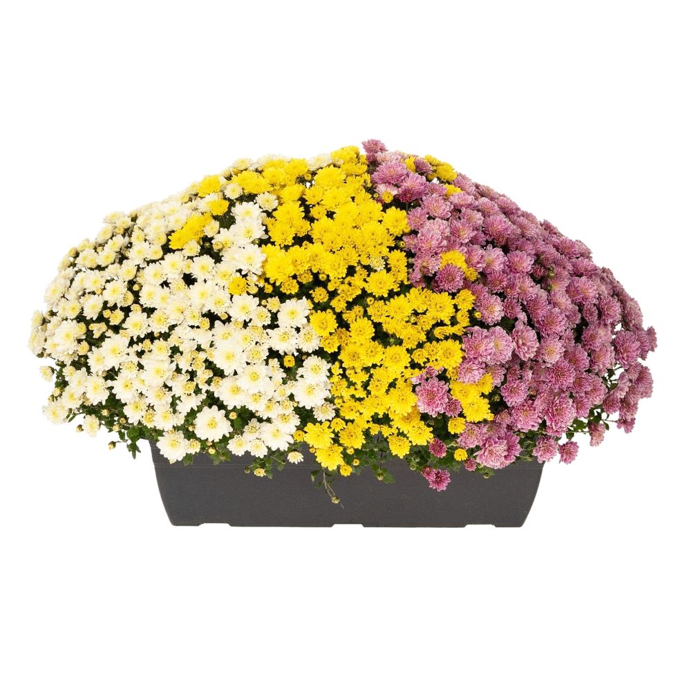ChrysanthÃšme pompon:car. jardiniÃšre 40 cm