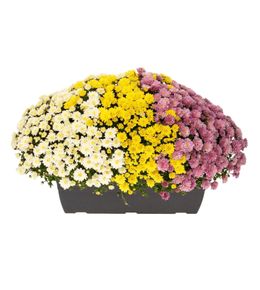 ChrysanthÚme pompon:car. jardiniÚre 40 cm