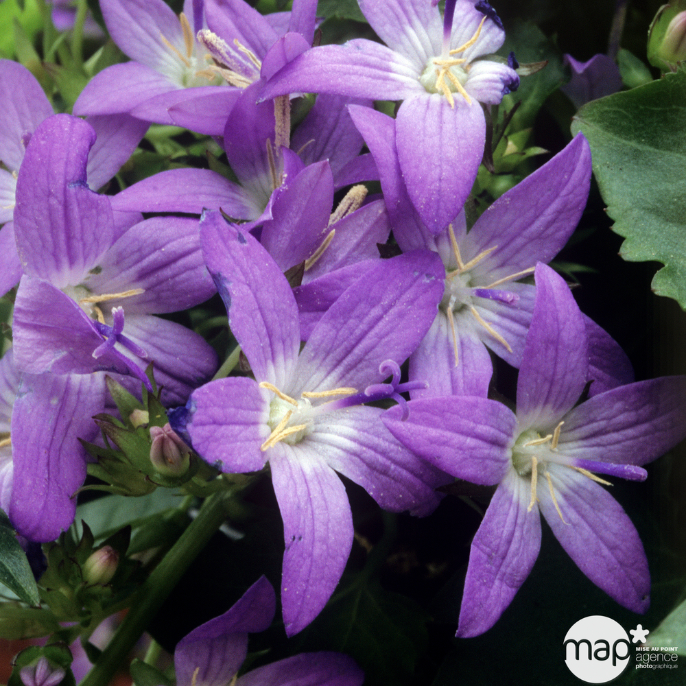 Campanule de la collection Addenda® : Jardinière 30cm