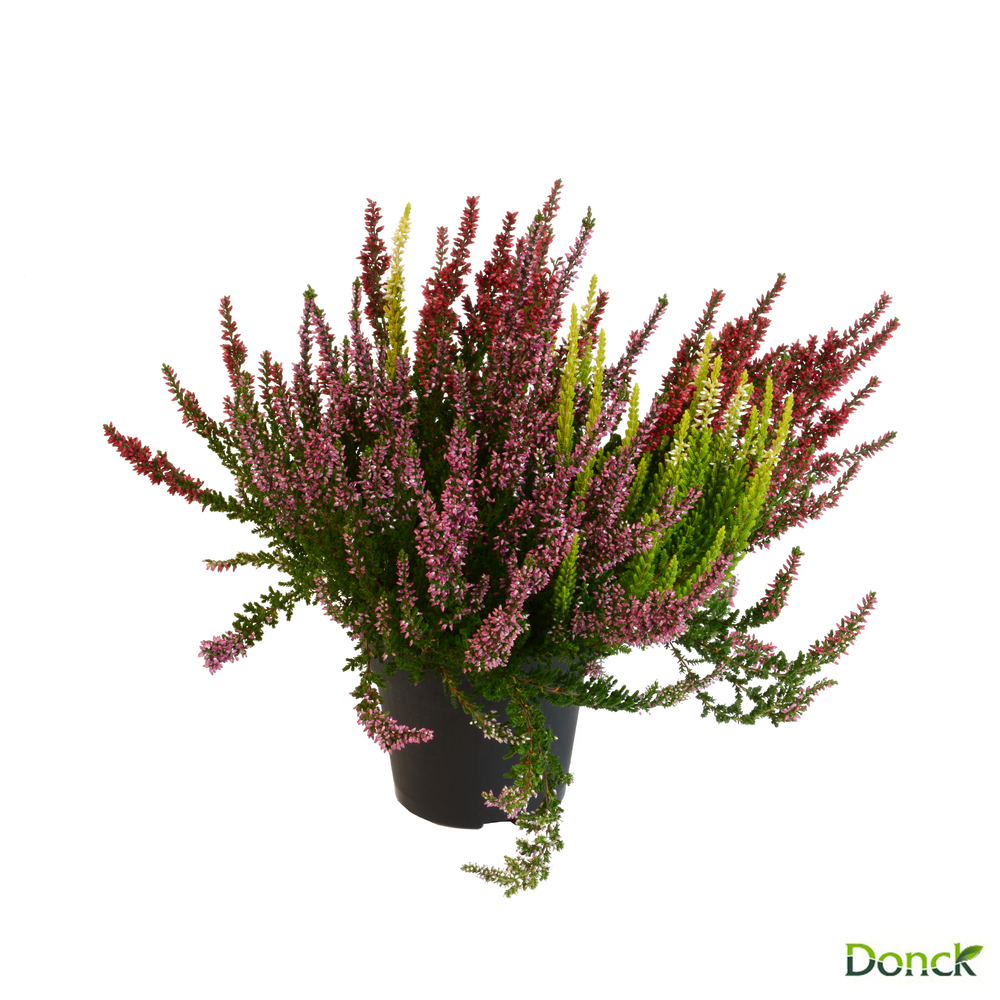 Calluna garden girls twin d13