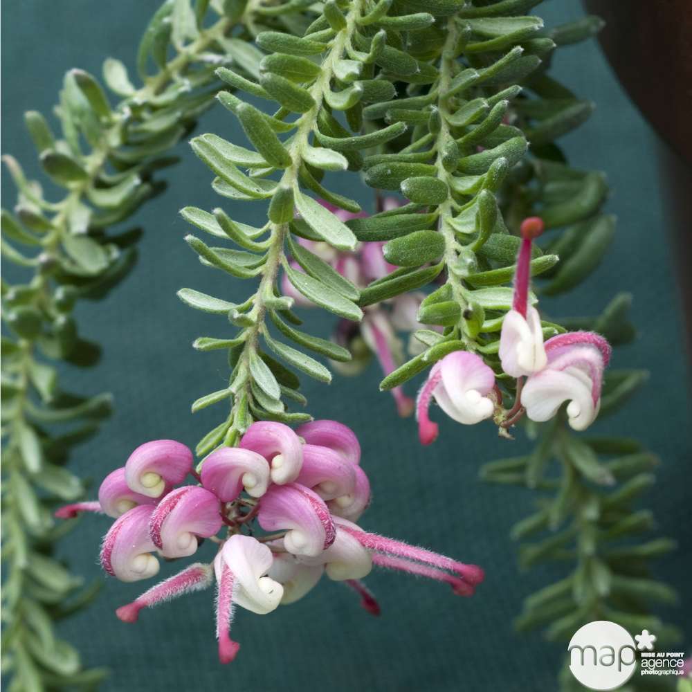 Grevillea juniperina Mount Tamboritha : C 2.5L