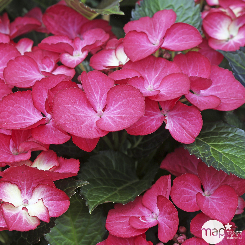 Hydrangea 'Black Diamonds' ® :conteneur 5 litres