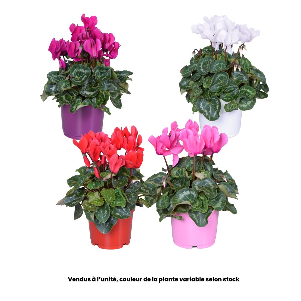 Cyclamen mini Ø 12 cm - Coloris variables