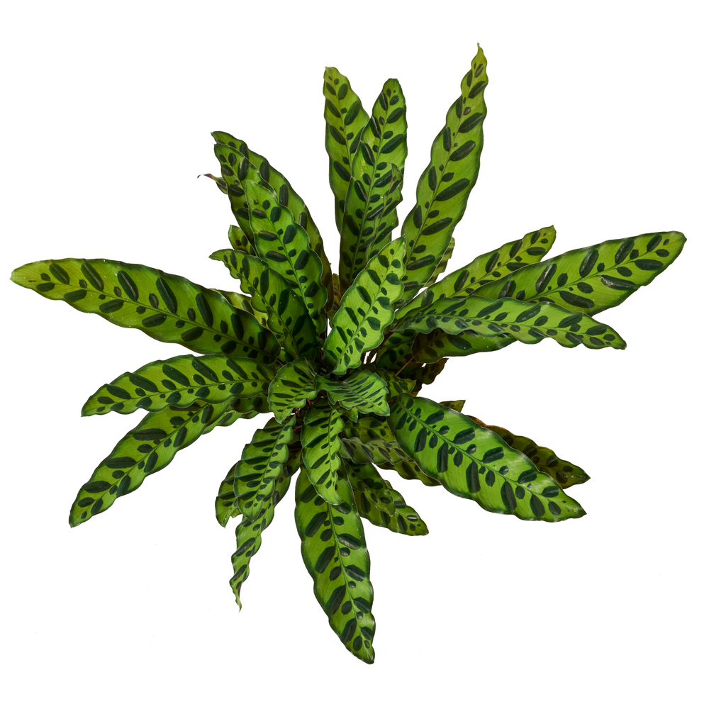 Calathea mix, variétés variables : pot D.14cm - H.50cm