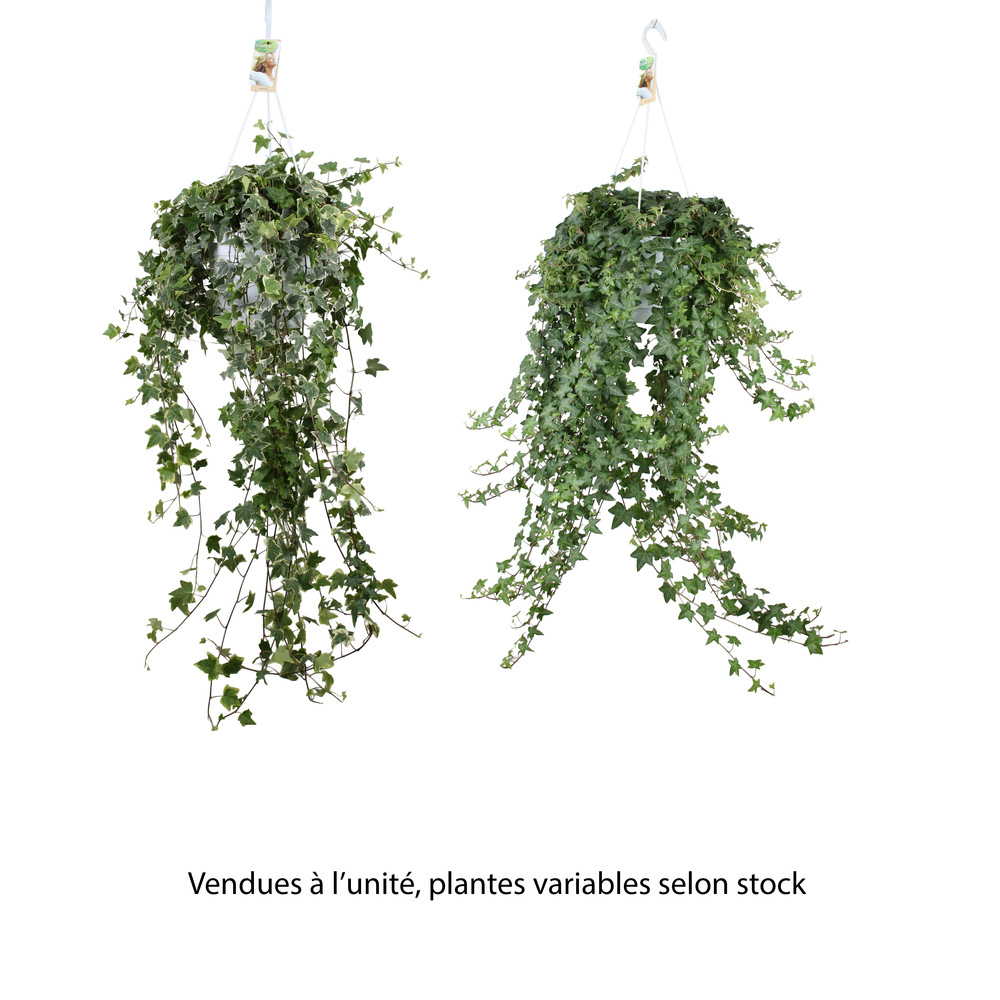 Hedera : lierre suspendu, D.24, H.60cm