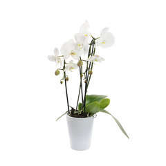 Orchidée Phalaeonopsis blanche en cascade 2 tiges - pot D.13 cm | Truffaut