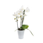Orchidée Phalaenopsis blanche en cascade 2 tiges - pot D.13 cm
