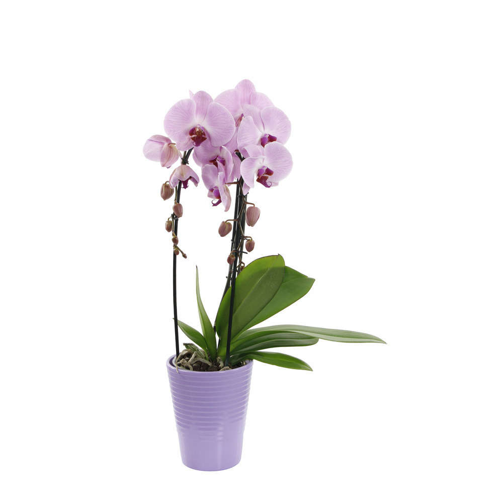 Orchidée Phalaenopsis mauve en cascade 2 tiges - pot D.13 cm