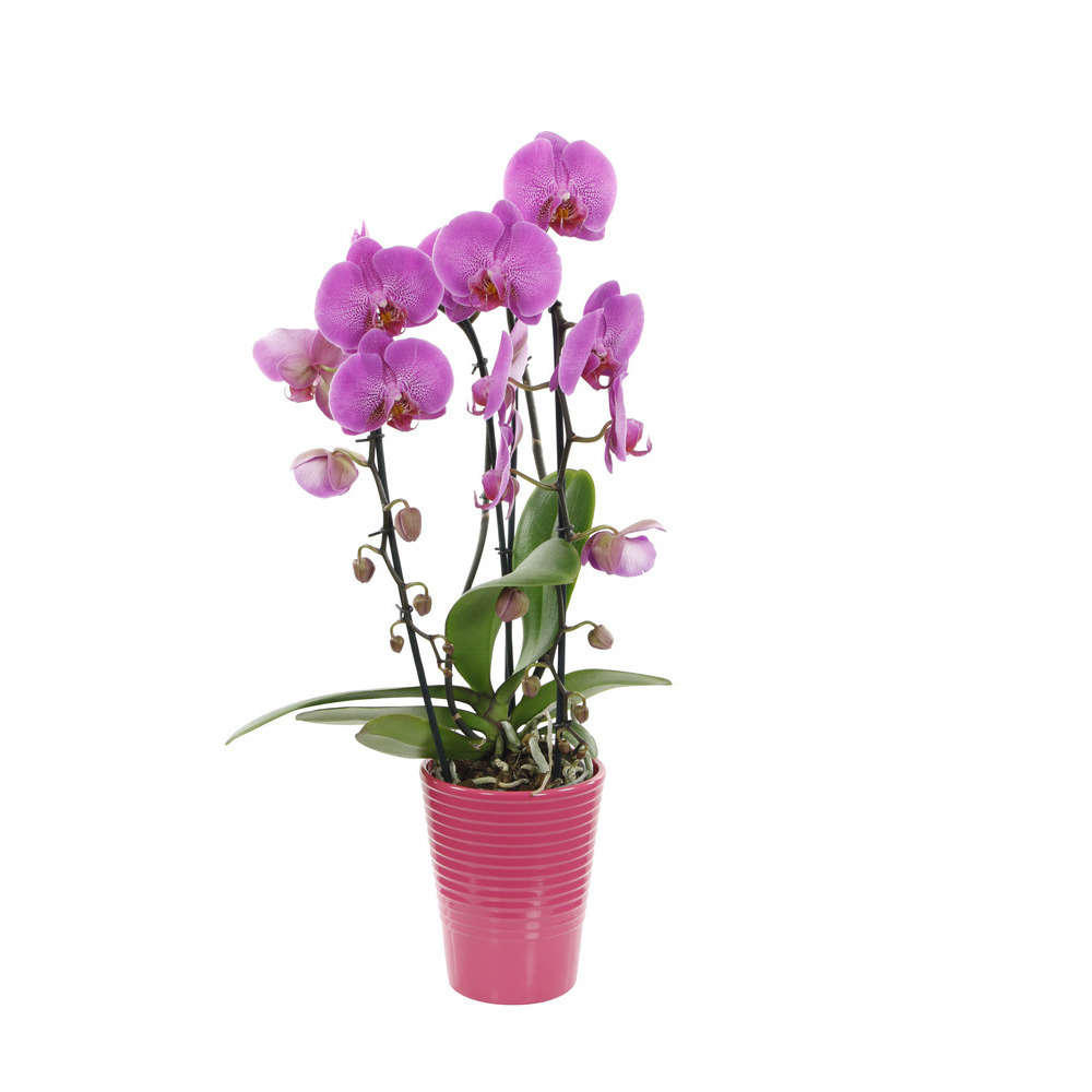 Plante fleurie d'orchidée phalaenopsis rose vif dans un cache-pot