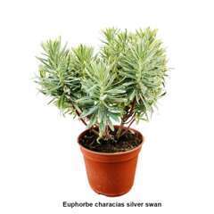 Euphorbia : pot 5 litres
