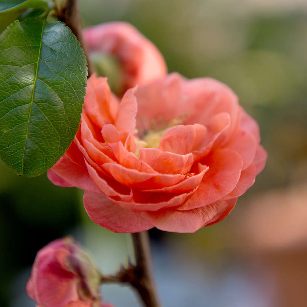 Chaenomeles x 'Mango Storm':pot 4,5L