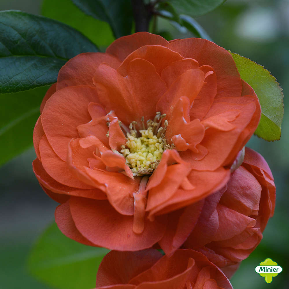 Chaenomeles x 'Mango Storm':conteneur C10L