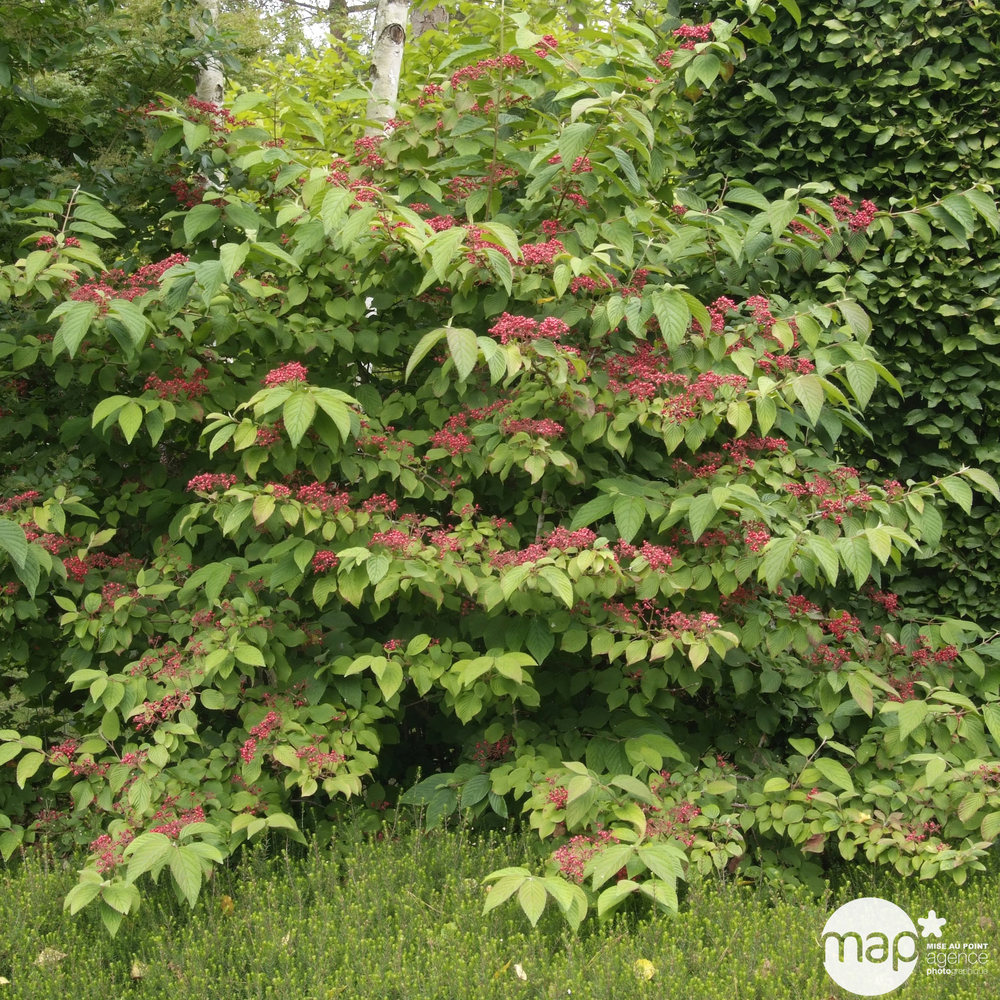 Viburnum plicatum ' Lanarth ' : touffe C4.5L