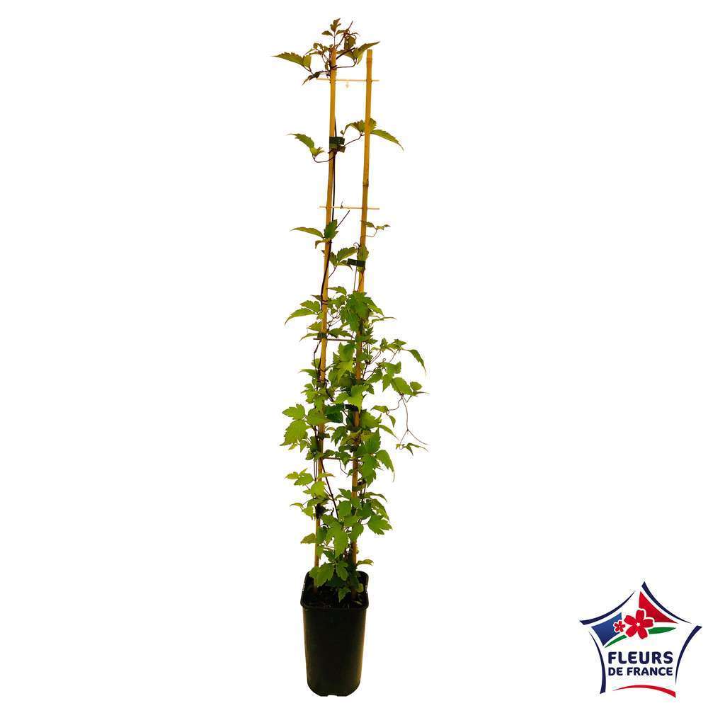 Clematis montana 'Van Gogh': C3L