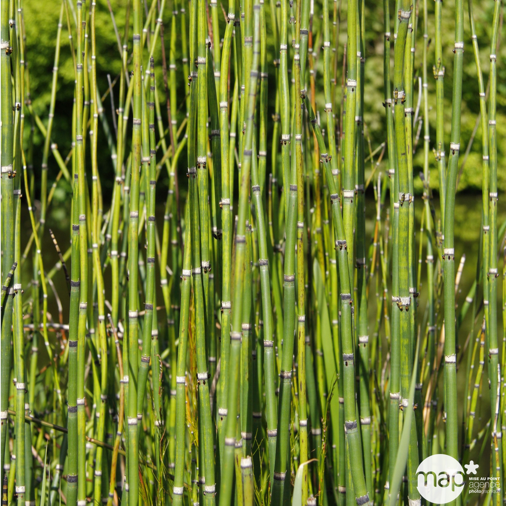 EQUISETUM JAPONICUM C 5L-(572501)