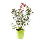 Salvia Embers Wish C 4L
