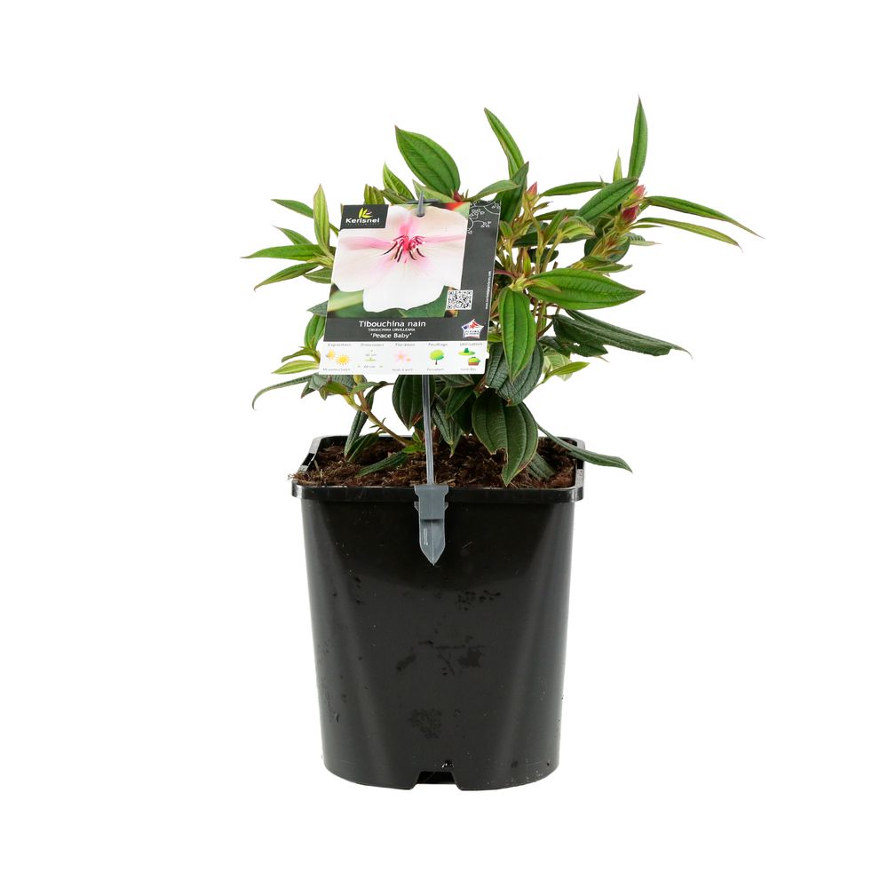 Tibouchina : H40/50cm, D15cm, 4L