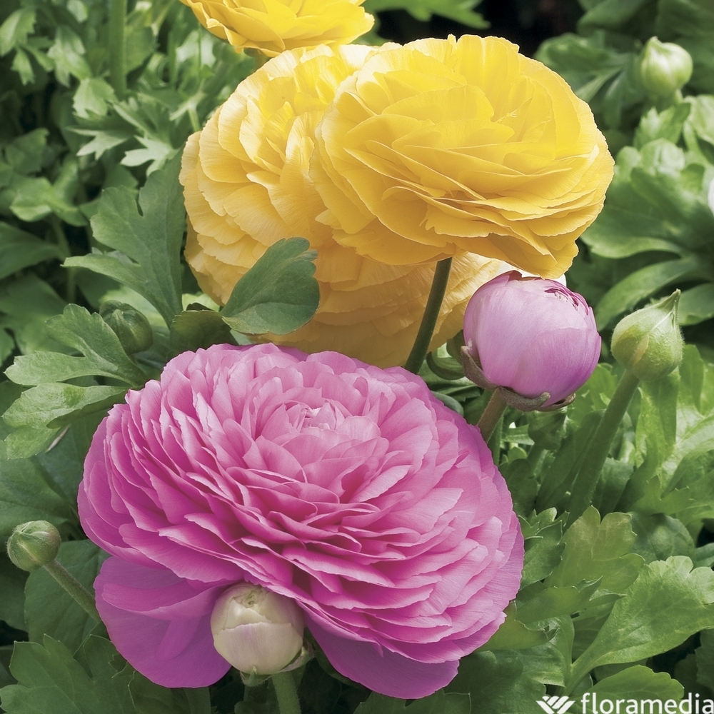 Renoncule : jardinière 40 cm - Coloris variables