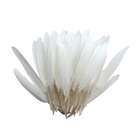 PLUMES INDIEN BLANC 150MM 10G-(573090)