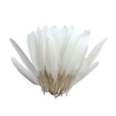 Sachet 10 cm gr plumes d'indien blanc H.150 cm