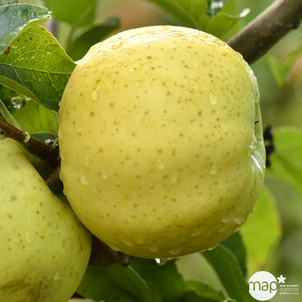 Pommier Belchard : C25L