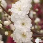Prunus persica ' Taoflora '® :white conteneur 10 litres