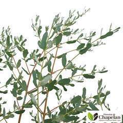 Eucalyptus gunnii 'France Bleu' ® : c5L
