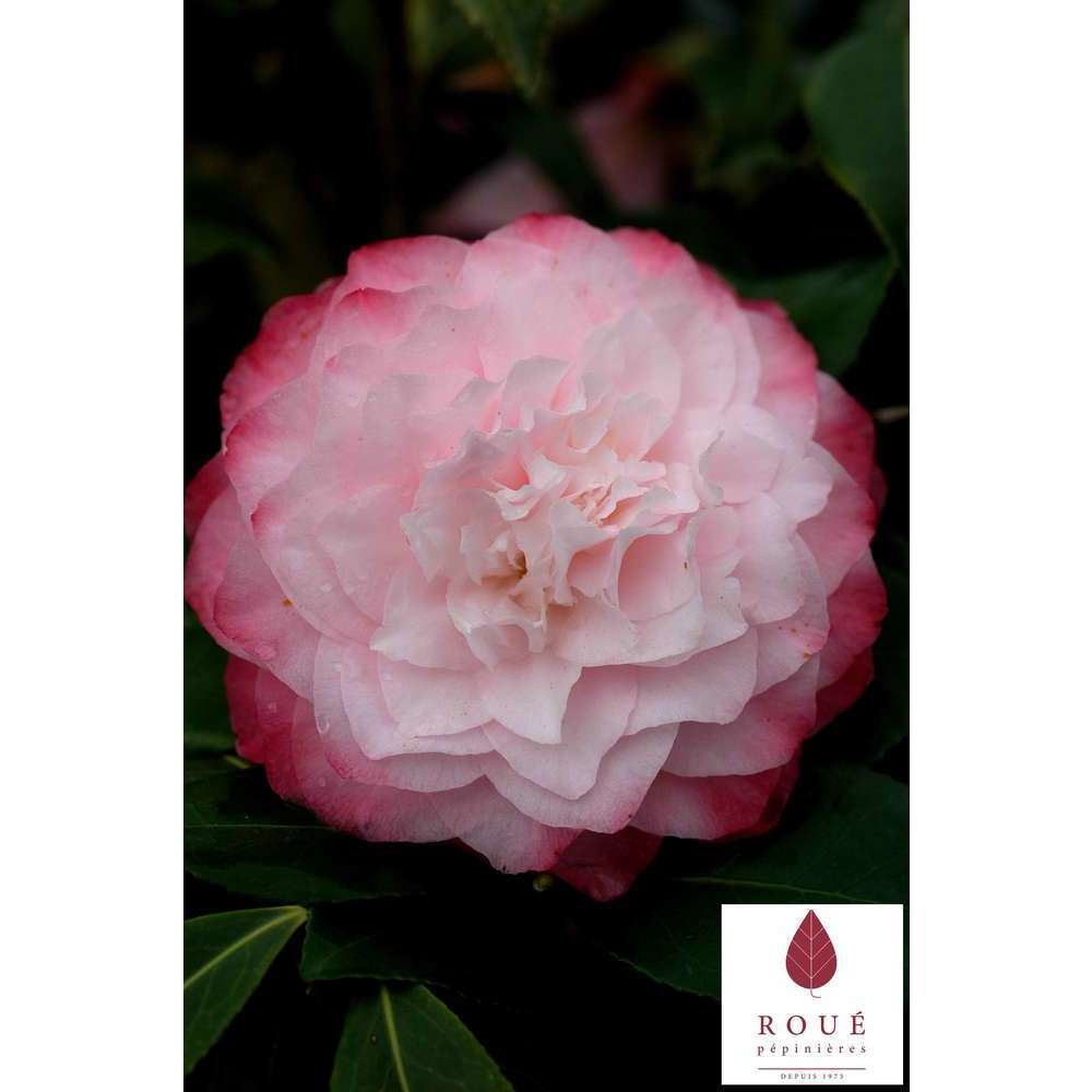 Camelia japonica 'Nuccio's Pearl' : pot 4L