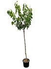Cerisier Noir Meched : ½ tige, D. tronc 8/10cm