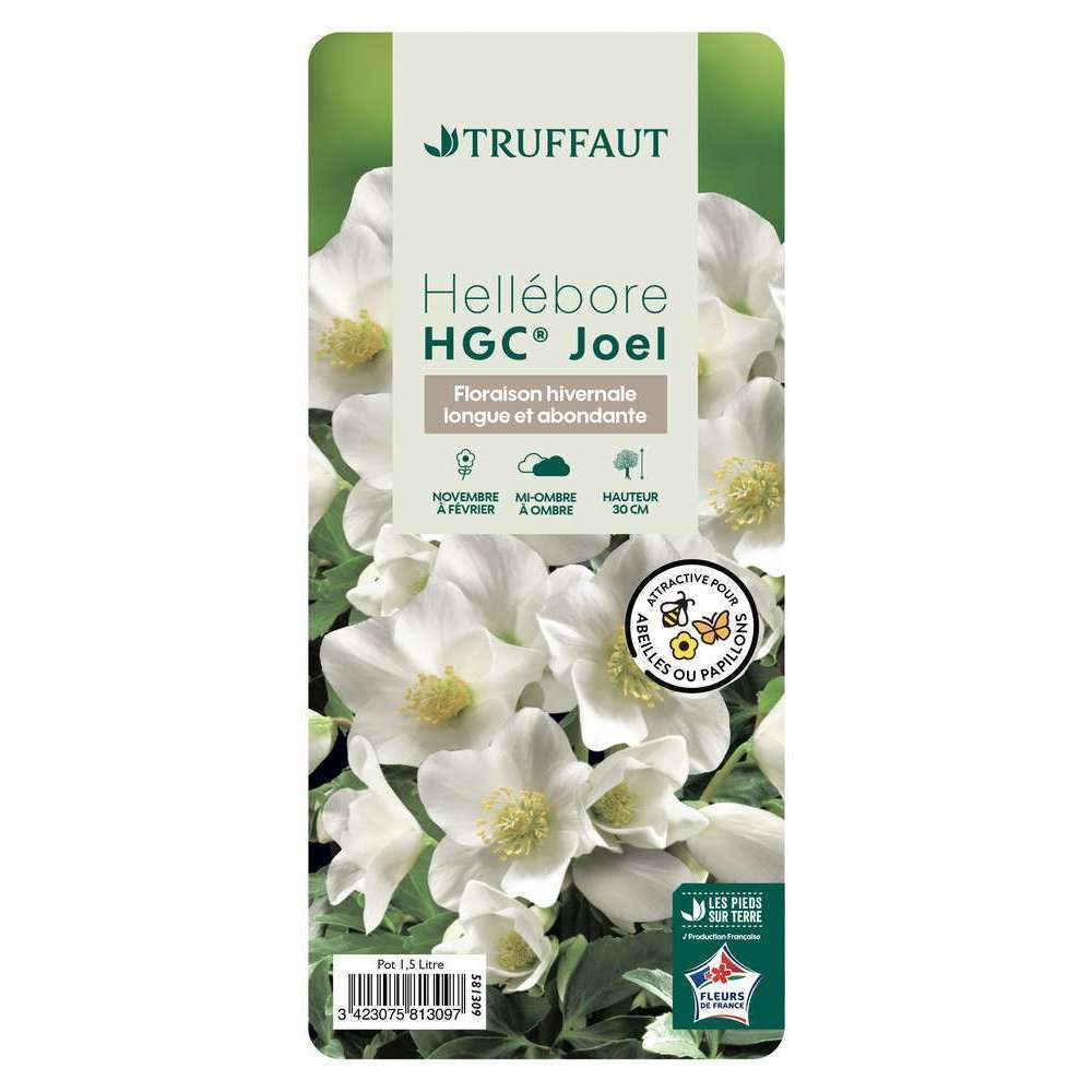 HellÃ©bore HGCÂ® JOEL pot 1,5L