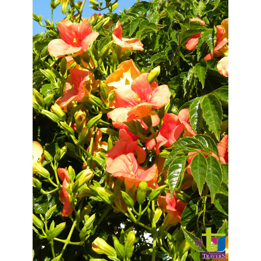 Bignone Grandiflora Conteneur de : 3 L