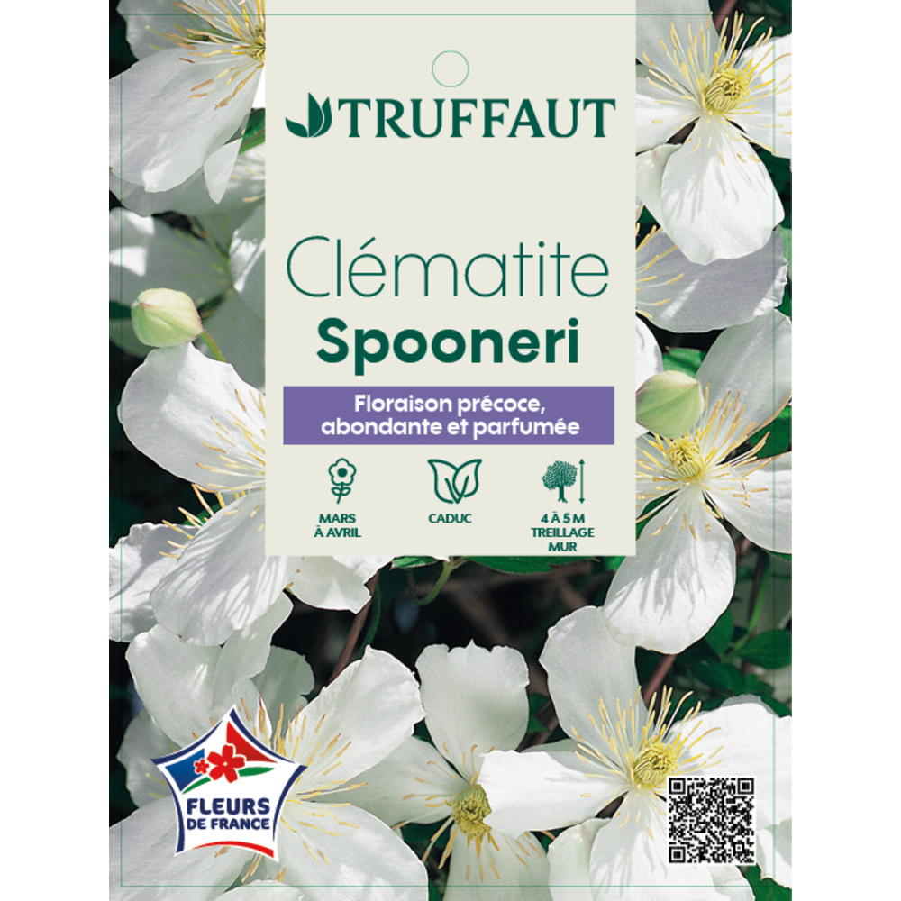 Clématite Montana Spooneri Conteneur de : 3 L