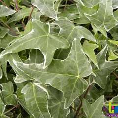 Lierre Helix Sagitifolia Variegata  Conteneur de : 3 L