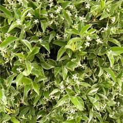 Jasmin étoilé jasminoides variegata  conteneur de : 3 l