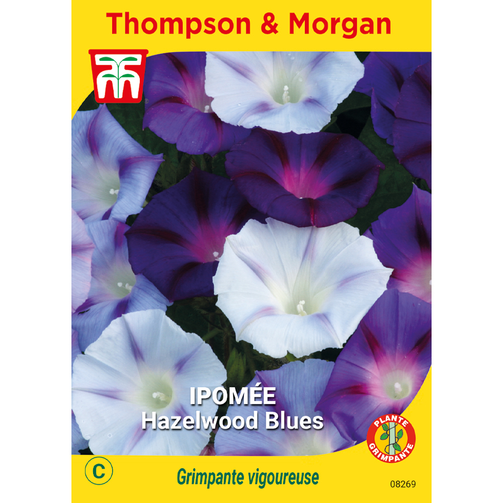 IpomÃ©e Hazelwood Blues graines en sachet
