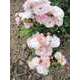 Rosier buisson blanc rose 'Auberge de l'ill®' : racines nues