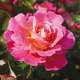 Rosier buisson rose orangé 'Belle de Clermont®' : racines nues