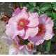 Rosier buisson rose clair 'Peace and Love®' : pot de 5 litres