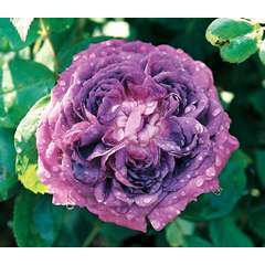 Rosier arbustif pourpre violet 'Reine des violettes' : pot de 5 litres