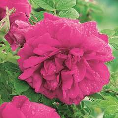 Rosier arbustif rose vif 'Roseraie de l'haÿ' : racines nues