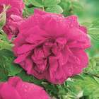 Rosier arbustif rose vif 'Roseraie de l'haÿ' : pot de 5 litres