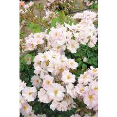 Rosier paysager blanc 'Rosée du matin®' : racines nues