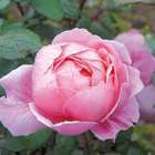 Rosier anglais rose clair 'Brother Cadfael®' : racines nues