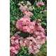 Rosier paysager rose 'Castor®' : racines nues