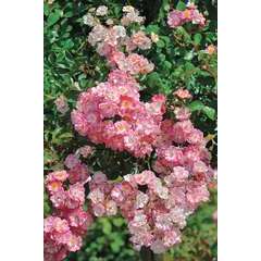 Rosier paysager rose 'Castor®' : racines nues
