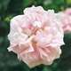 Rosier arbustif rose pâle 'Cuisse de Nymphe' : racines nues