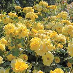 Rosier arbustif jaune 'Lucia®' : racines nues