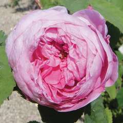 Rosier arbustif rose clair 'R. x Centifolia' : racines nues