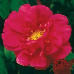 Rosier buisson rose vif 'R. Gallica officinalis' : racines nues