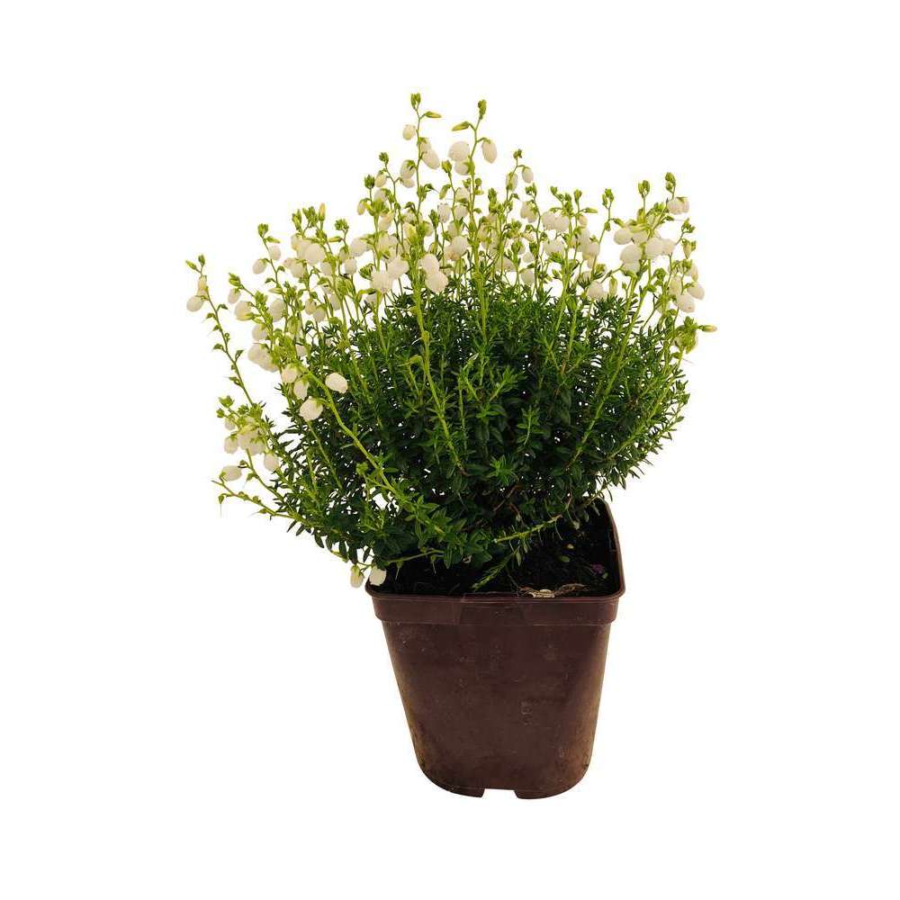 Daboecia cantabrica 'Alberta White' : C2L